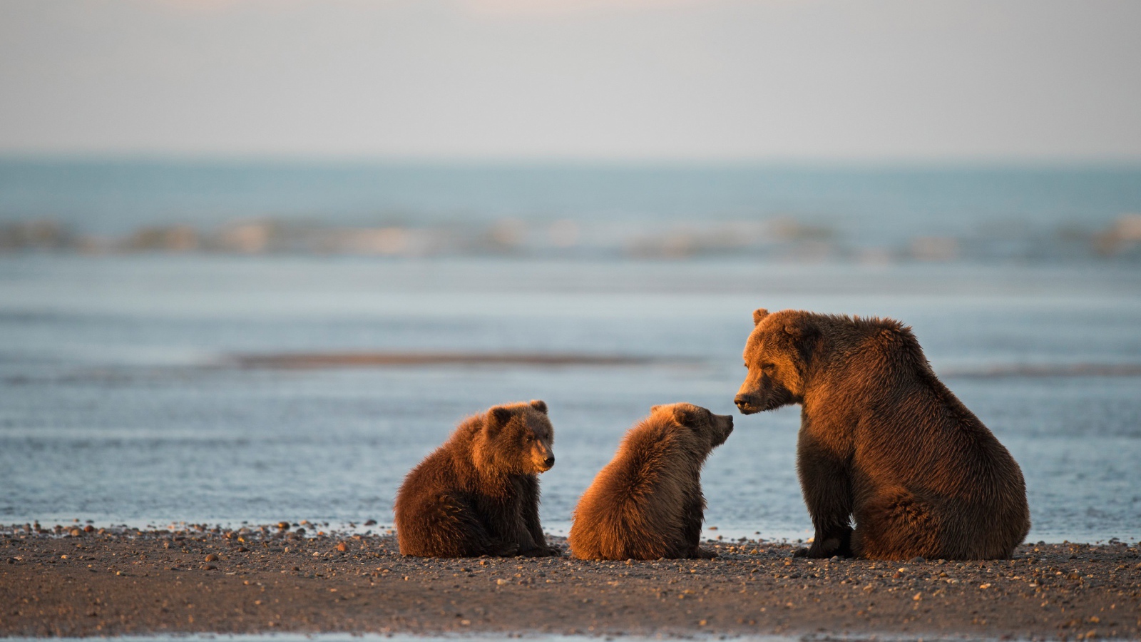 Большая бурая медведица с медвежатами у воды