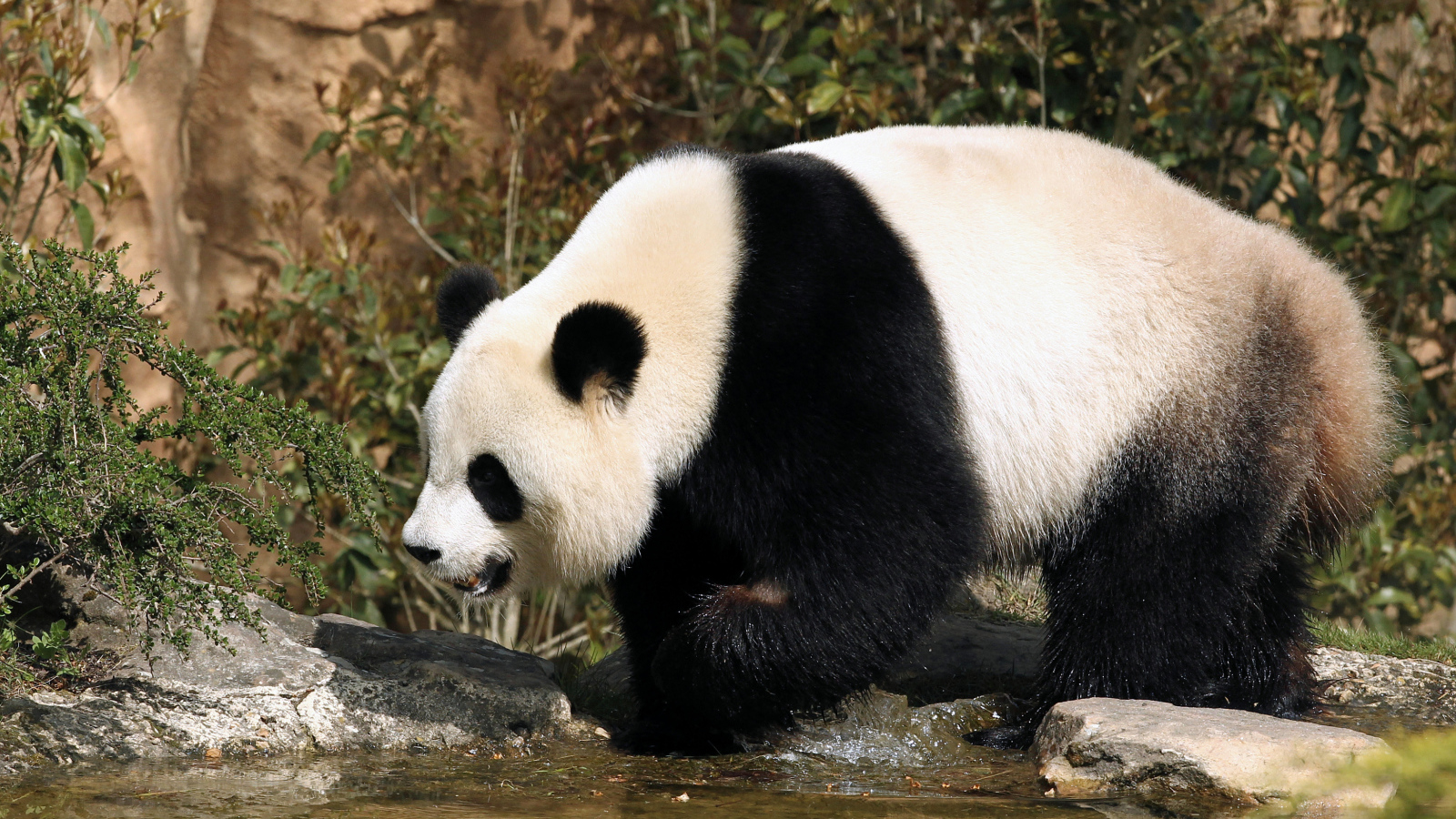 Большая панда идет по воде