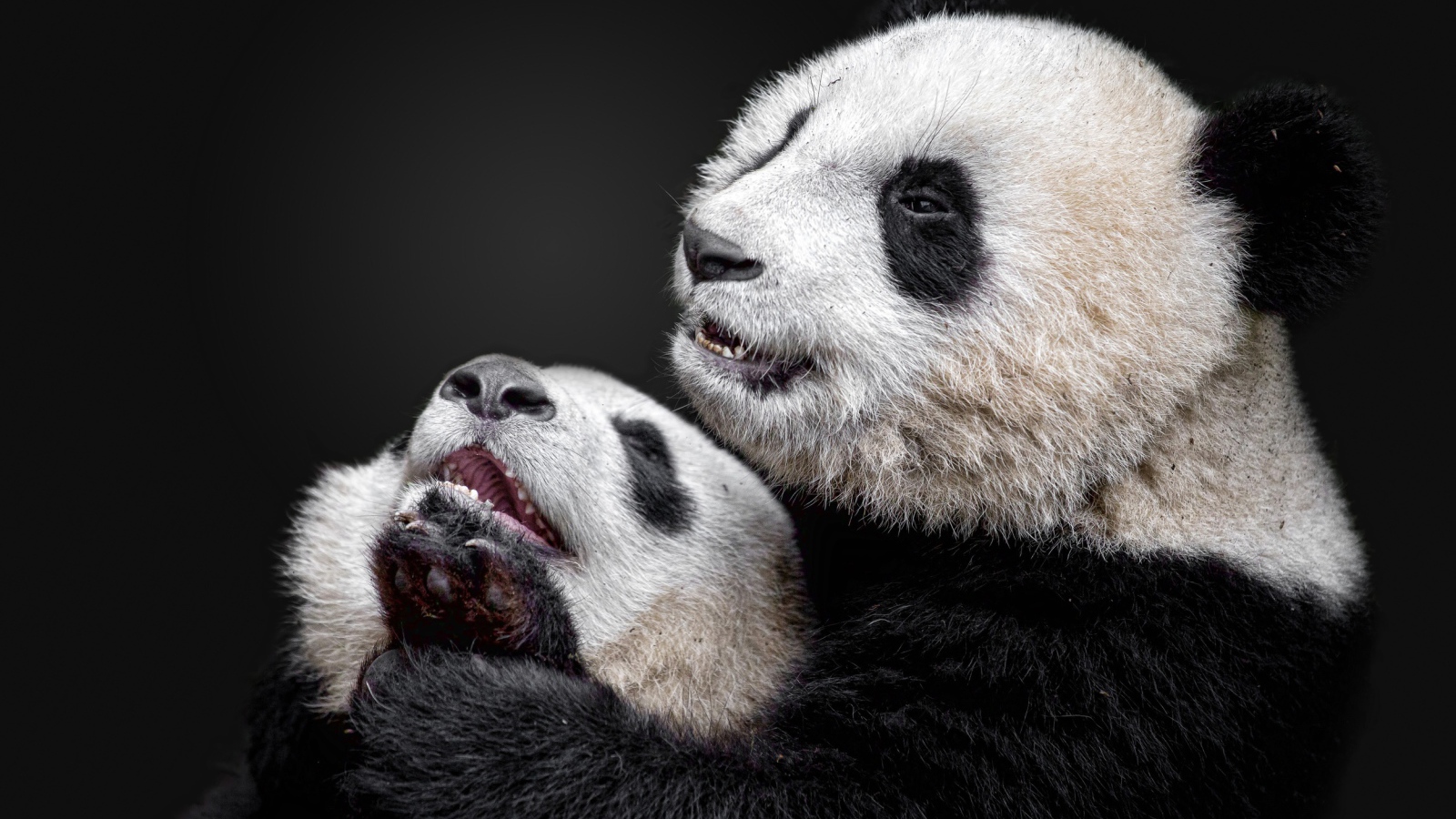 Большая панда с детенышем на сером фоне