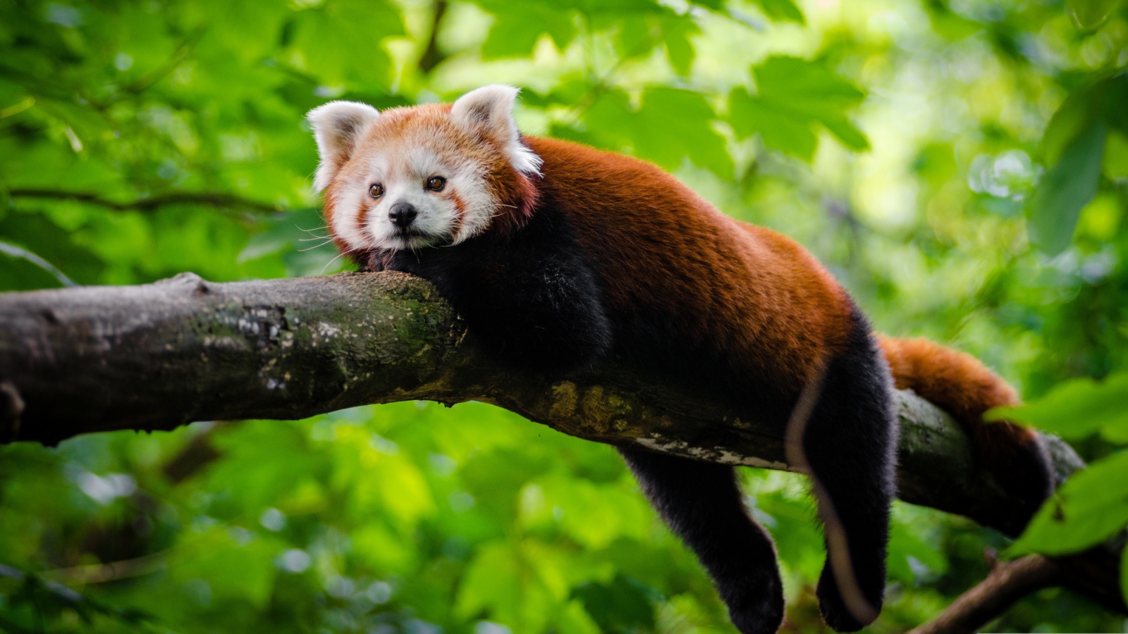 Малая панда лежит на дереве