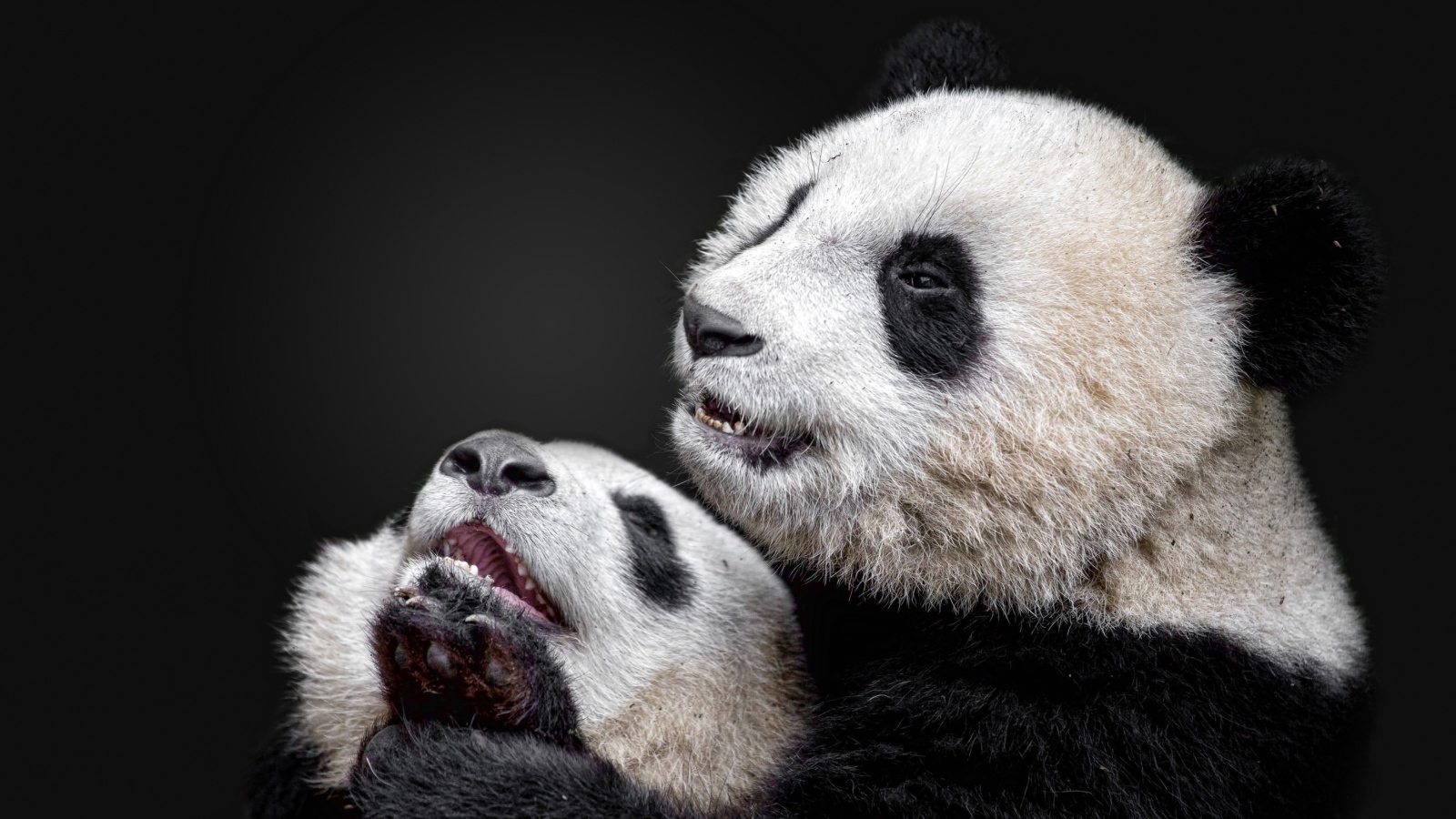 Две панды на сером фоне 