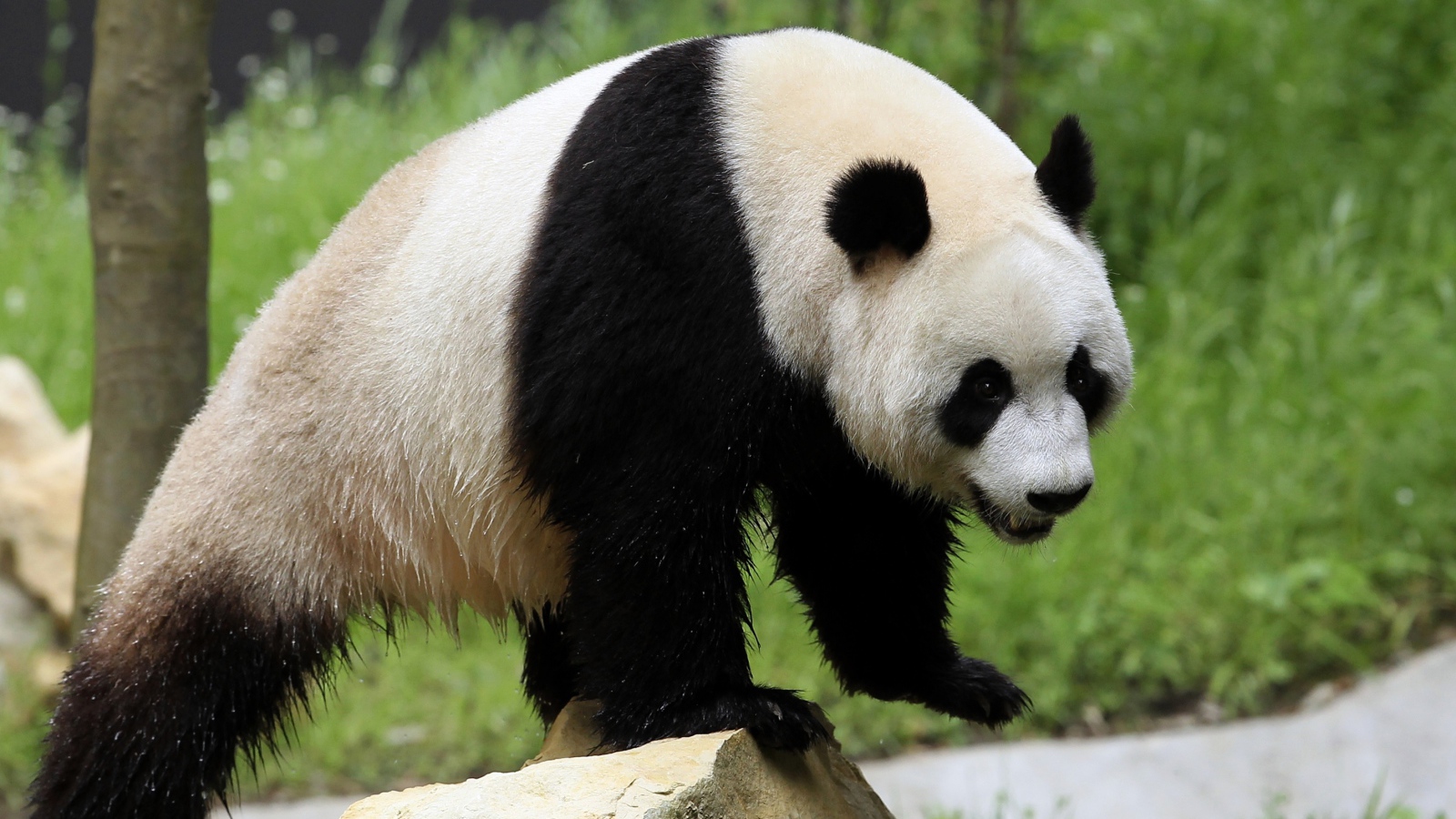 Мокрый большой медведь панда стоит на камне