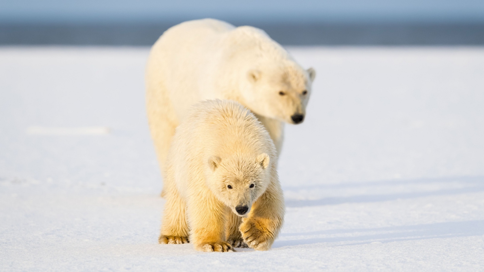 Белая медведица с медведица с медвежонком на снегу 