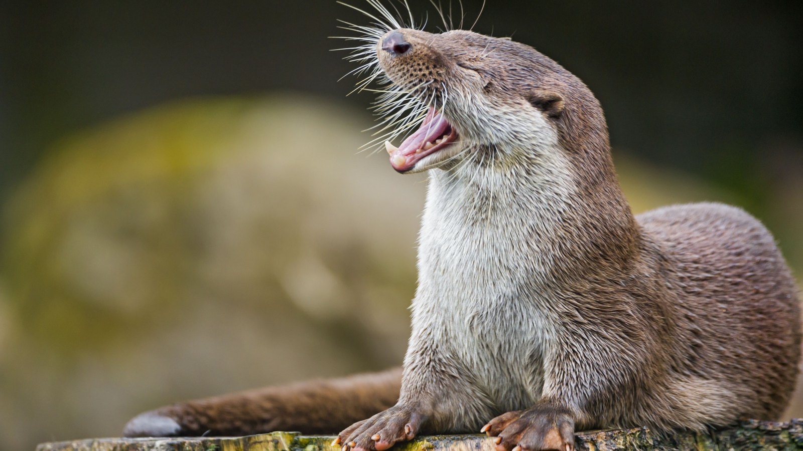 Забавная выдра зевает
