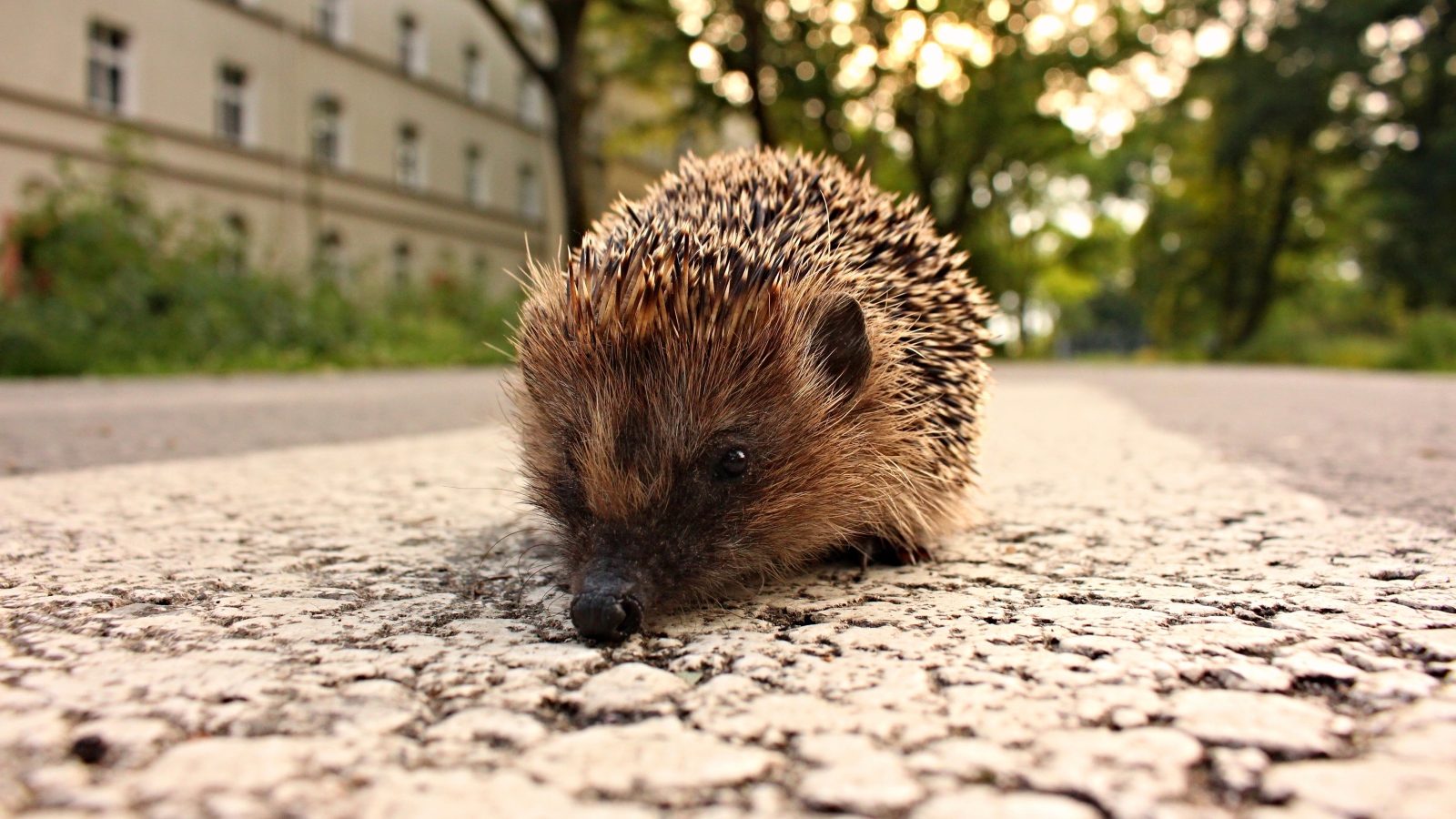 Колючий ежик стоит на тротуаре