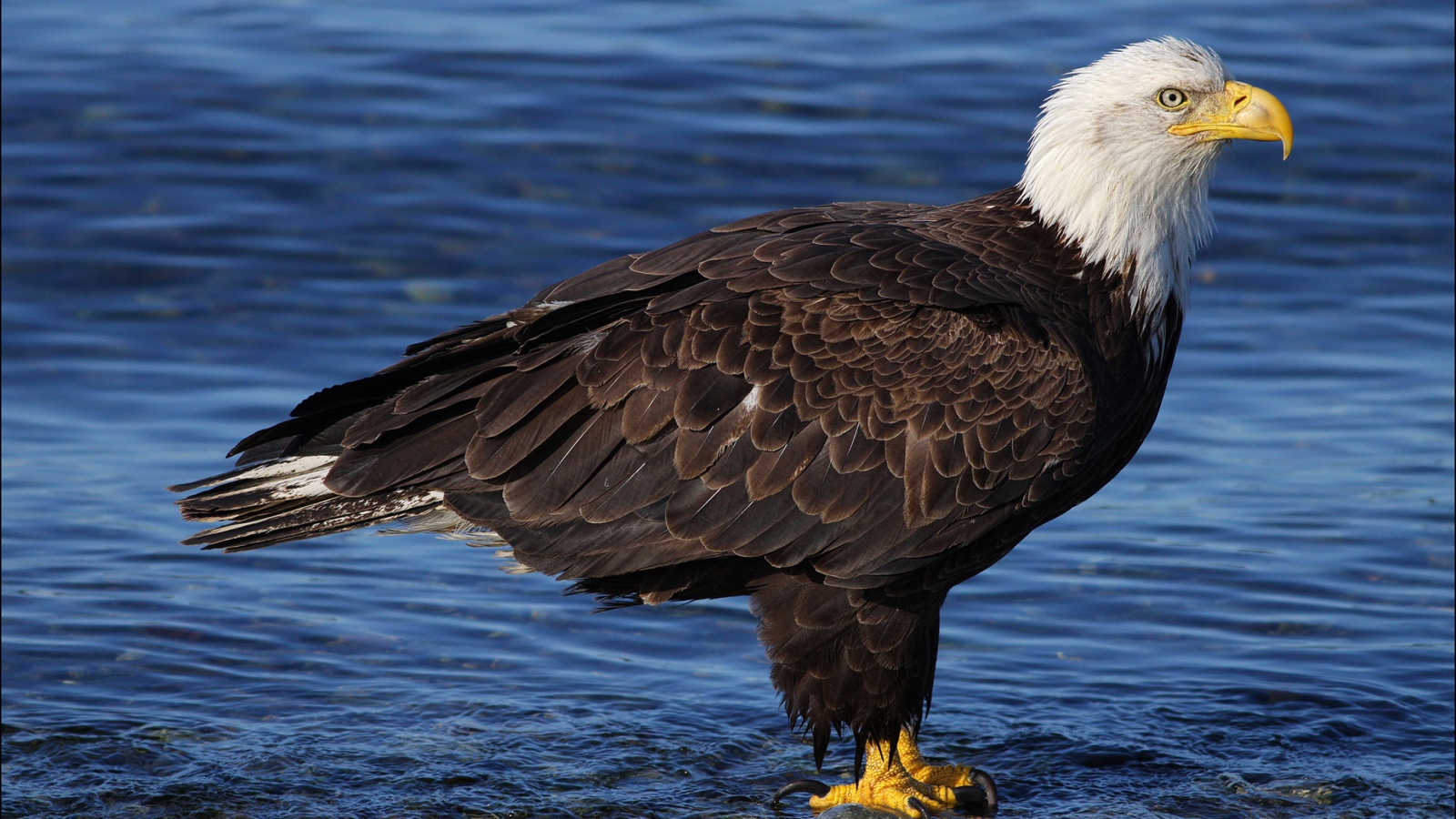 Красивый белоголовый орлан стоит в воде