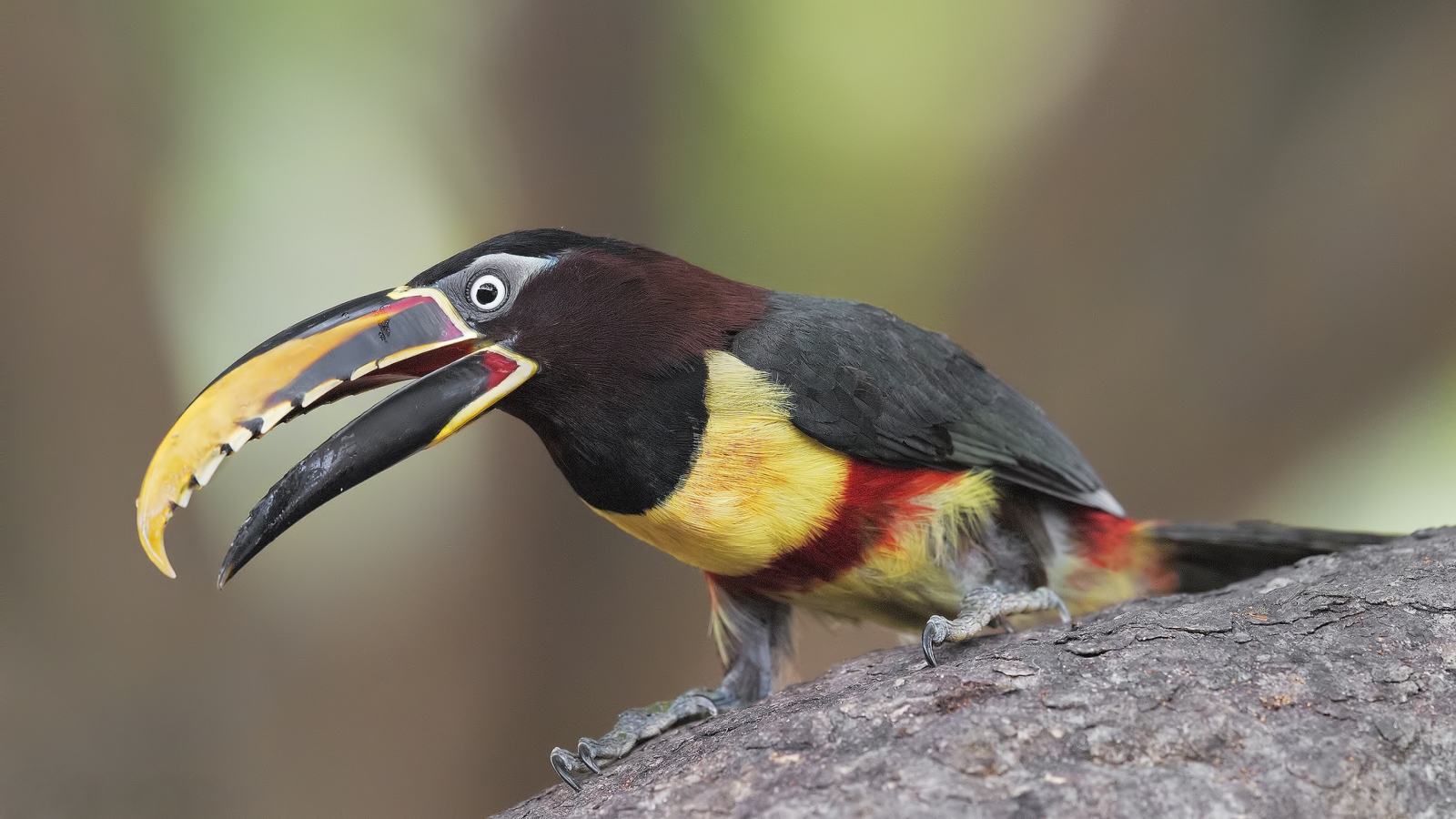 Красивый тукан сидит на дереве 