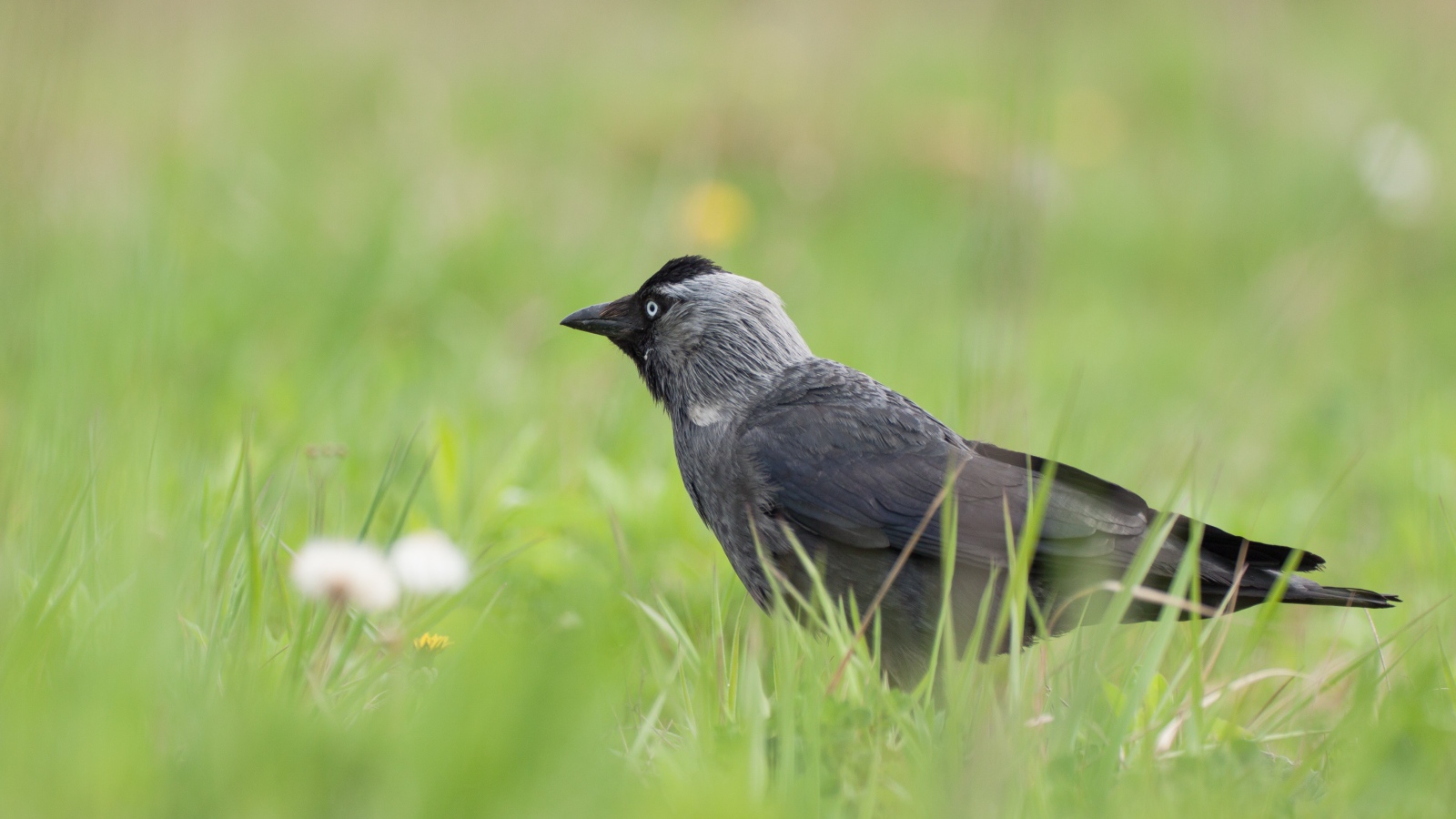 Серая ворона сидит в зеленой траве
