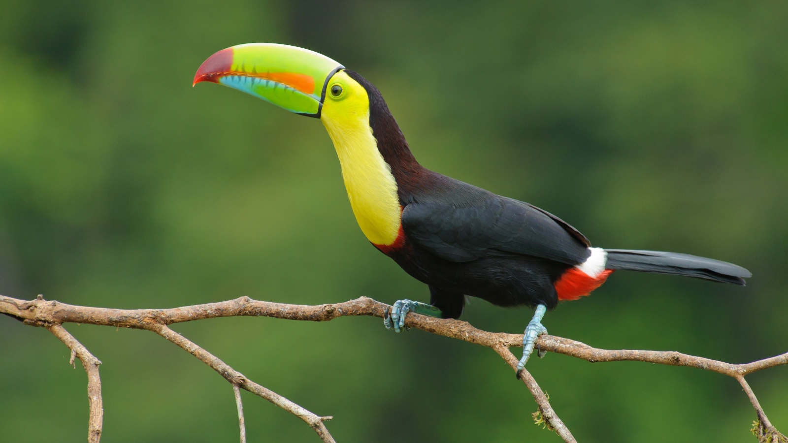 Большая птица тукан сидит на тонкой ветке дерева