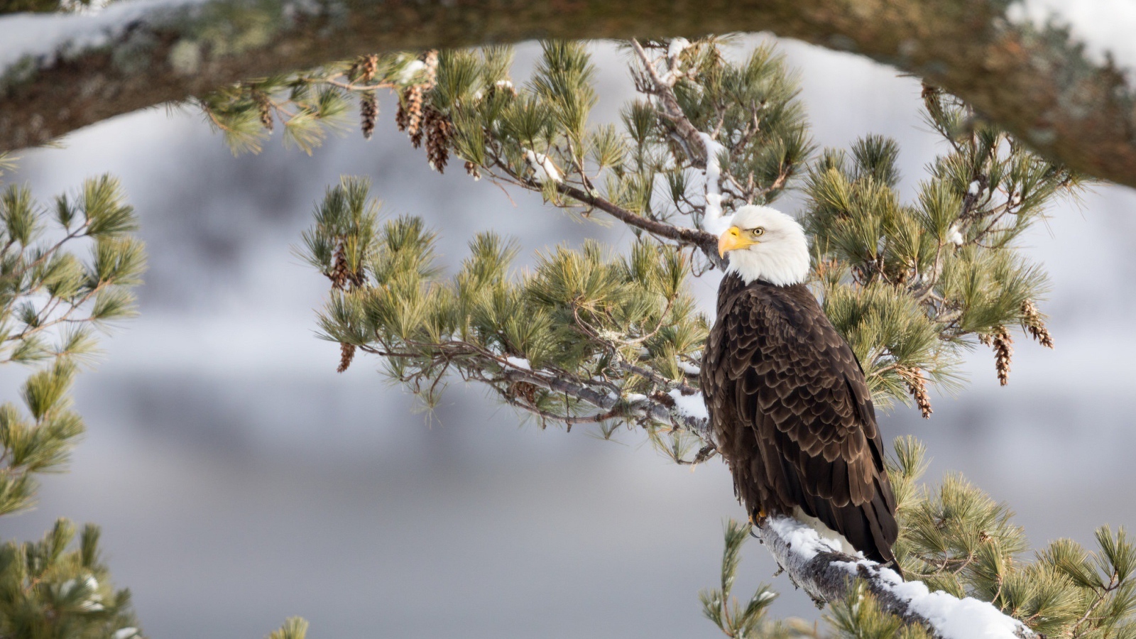 Белоголовый Орлан сидит на заснеженной ветке зимой