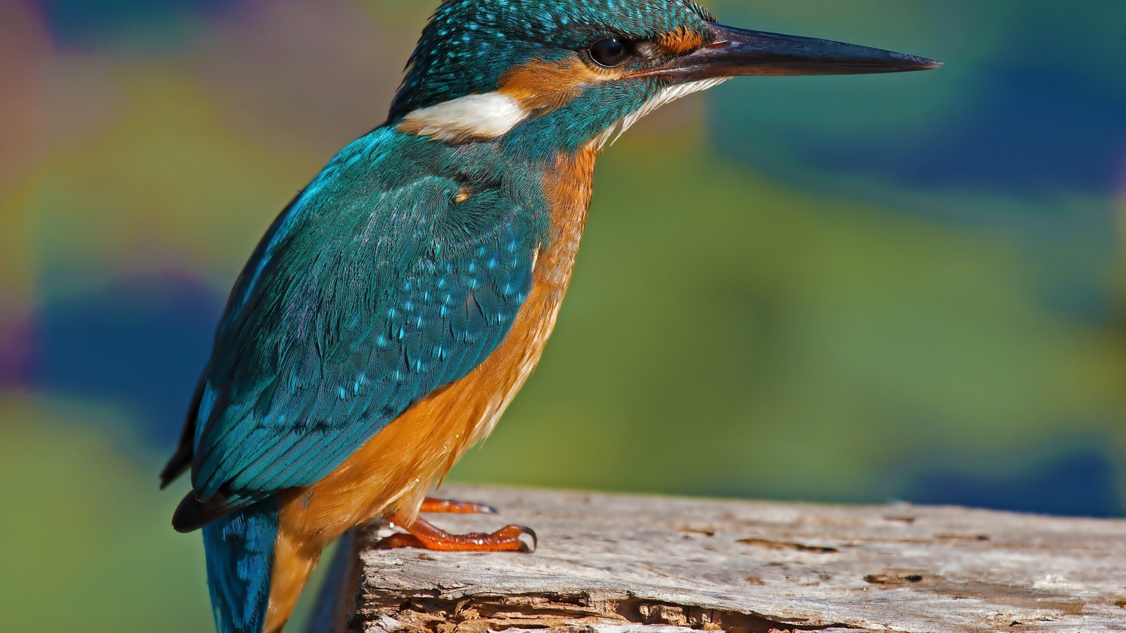 Красивая маленькая птичка зимородок сидит на дереве