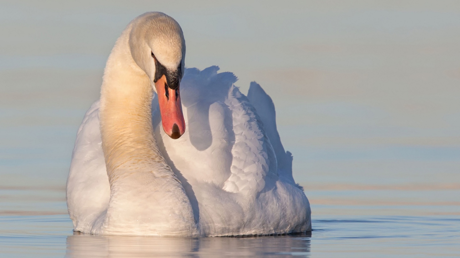 Красивый белый лебедь в воде