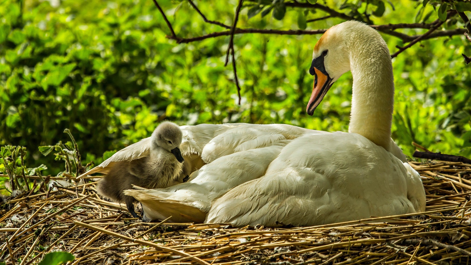 Красивый белый лебедь с птенцами в гнезде