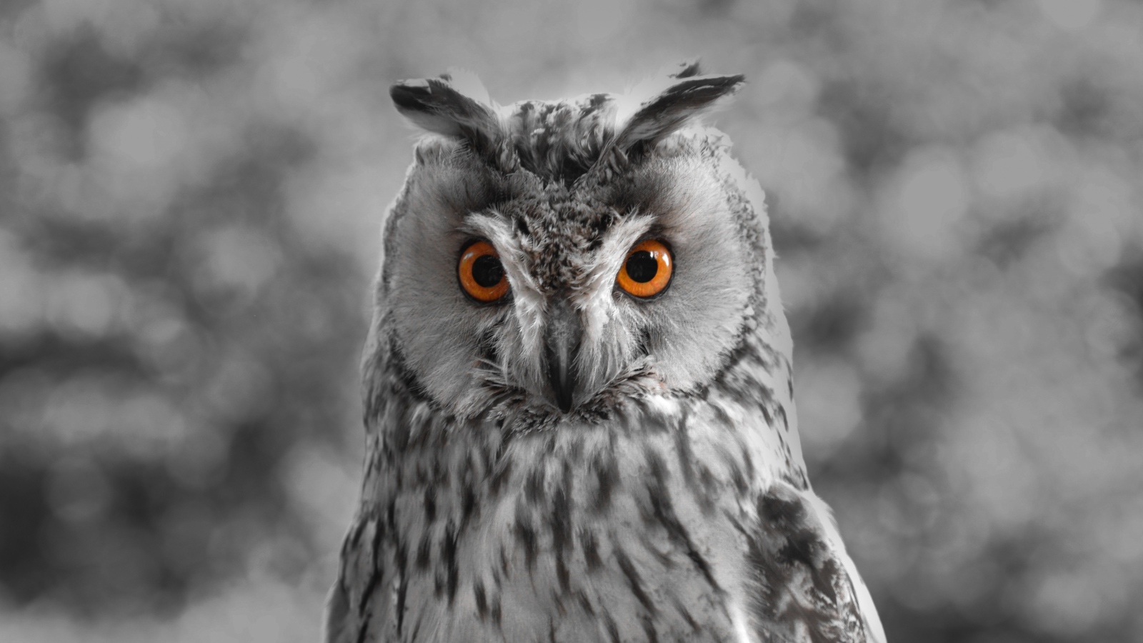 Большая серая сова с желтыми глазами