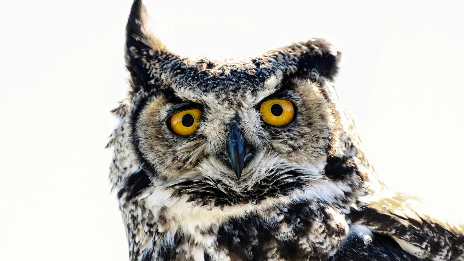 Большая сова на белом фоне крупным планом