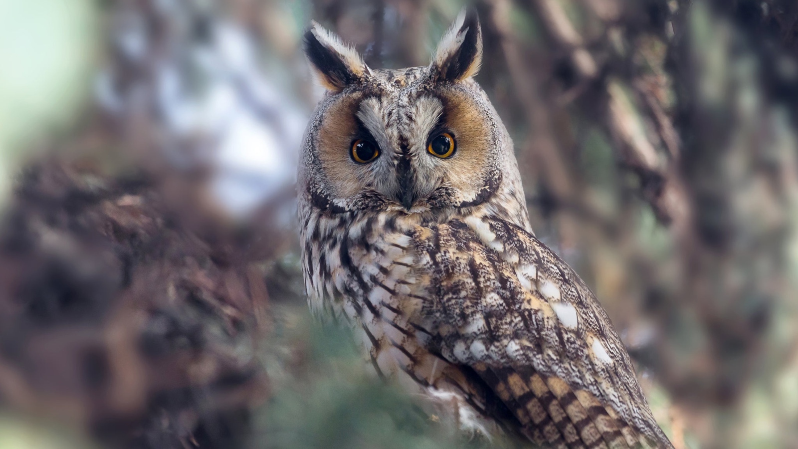 Большая сова с желтыми глазами на дереве