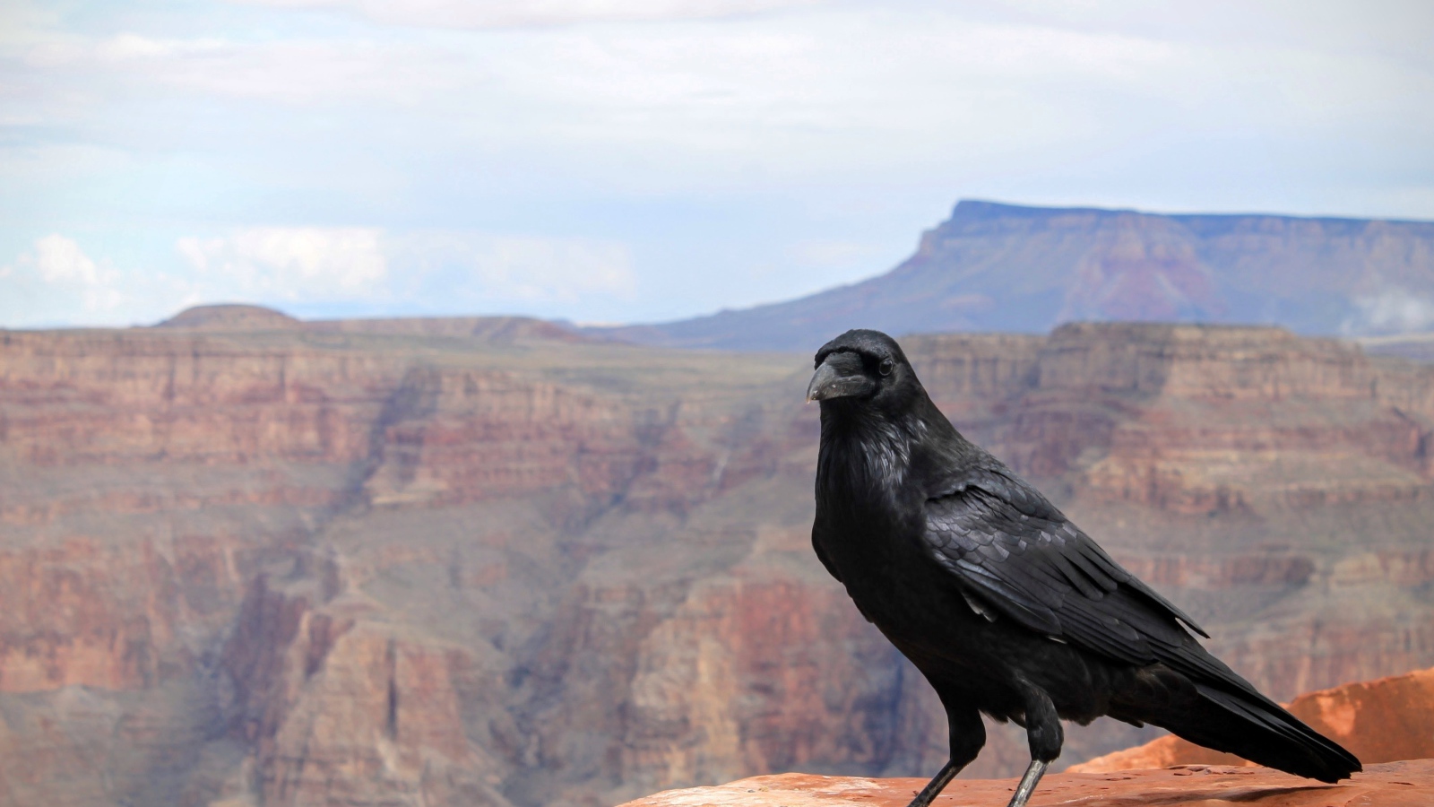 Черный ворон сидит на скале на фоне неба