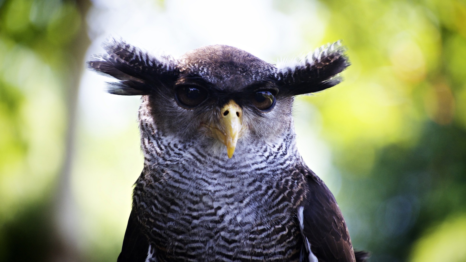 Забавная сова крупным планом