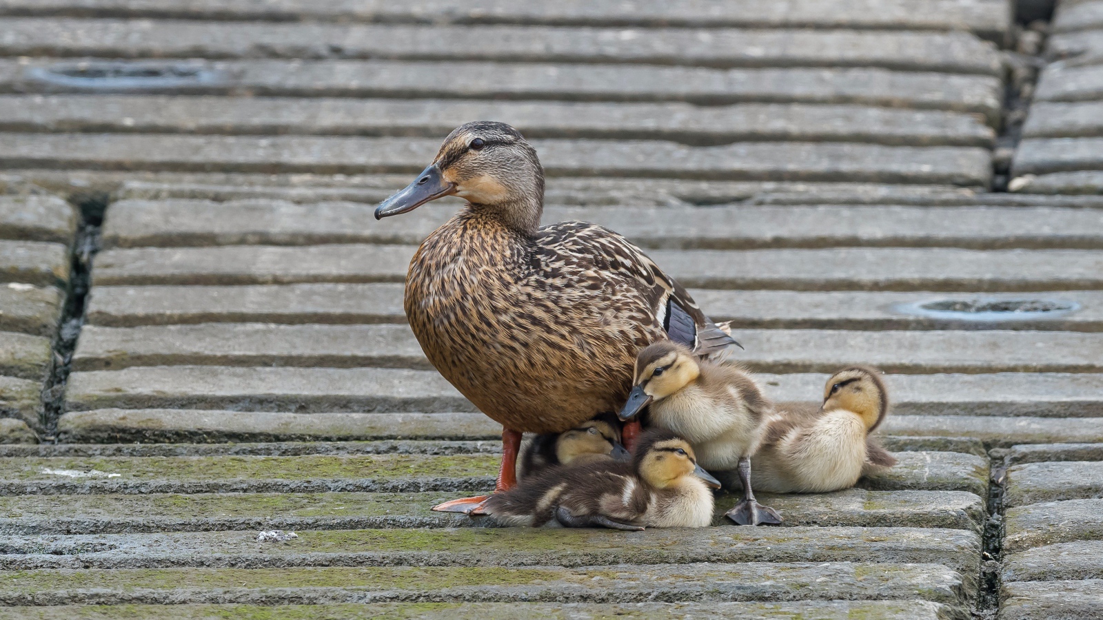 Серая утка с маленькими утятами