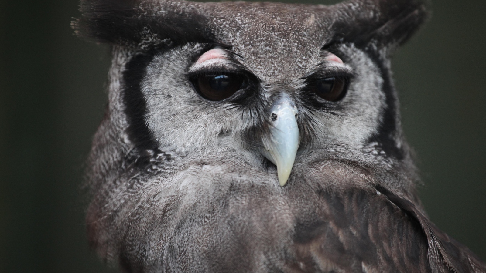 Большой филин крупным планом