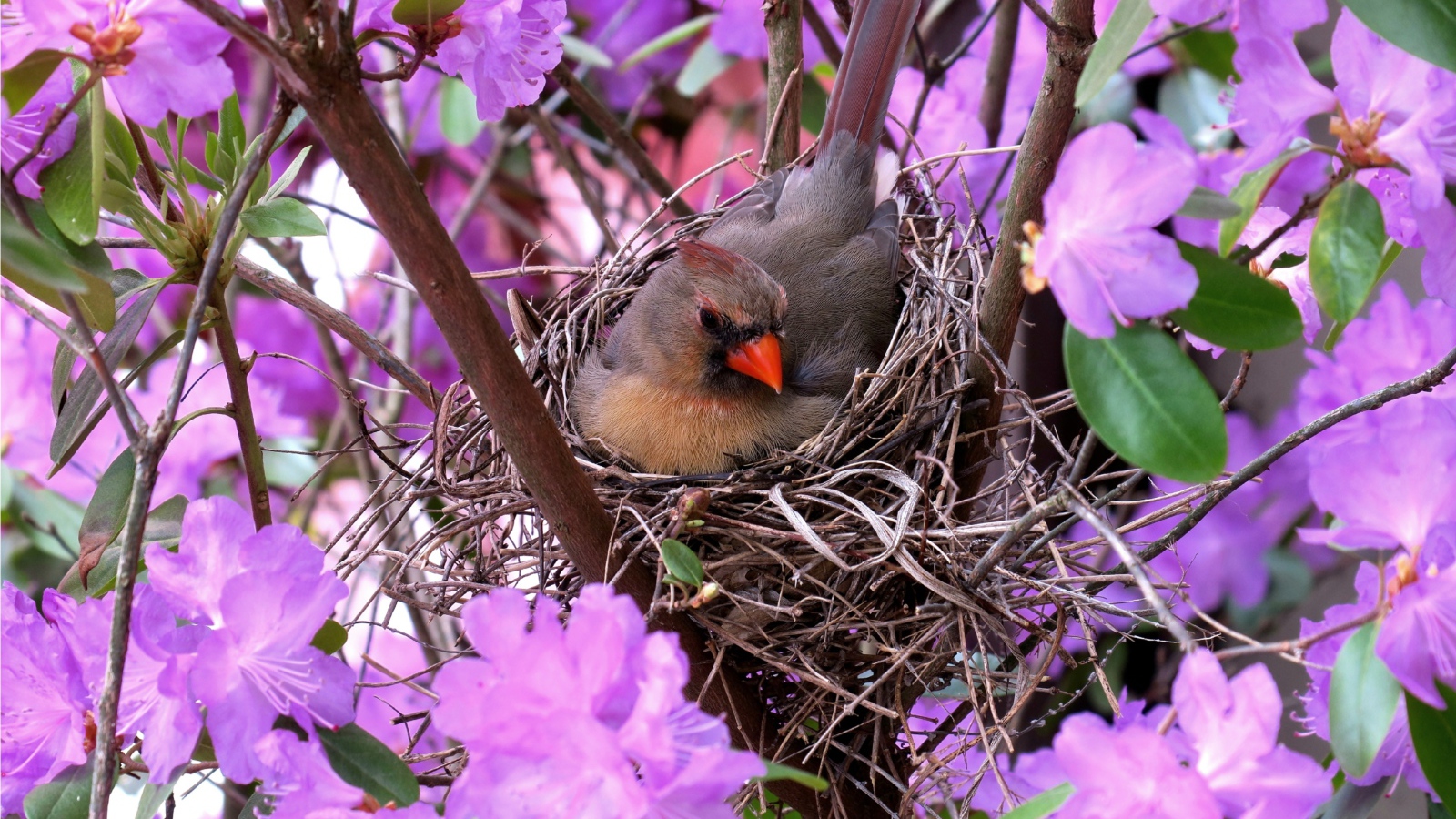 Маленькая птичка кардинал в гнезде среди цветов