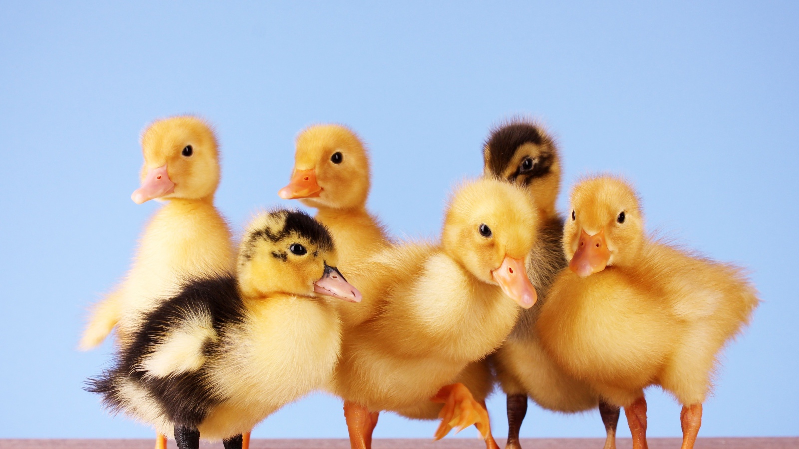 Маленькие желтые утята на голубом фоне
