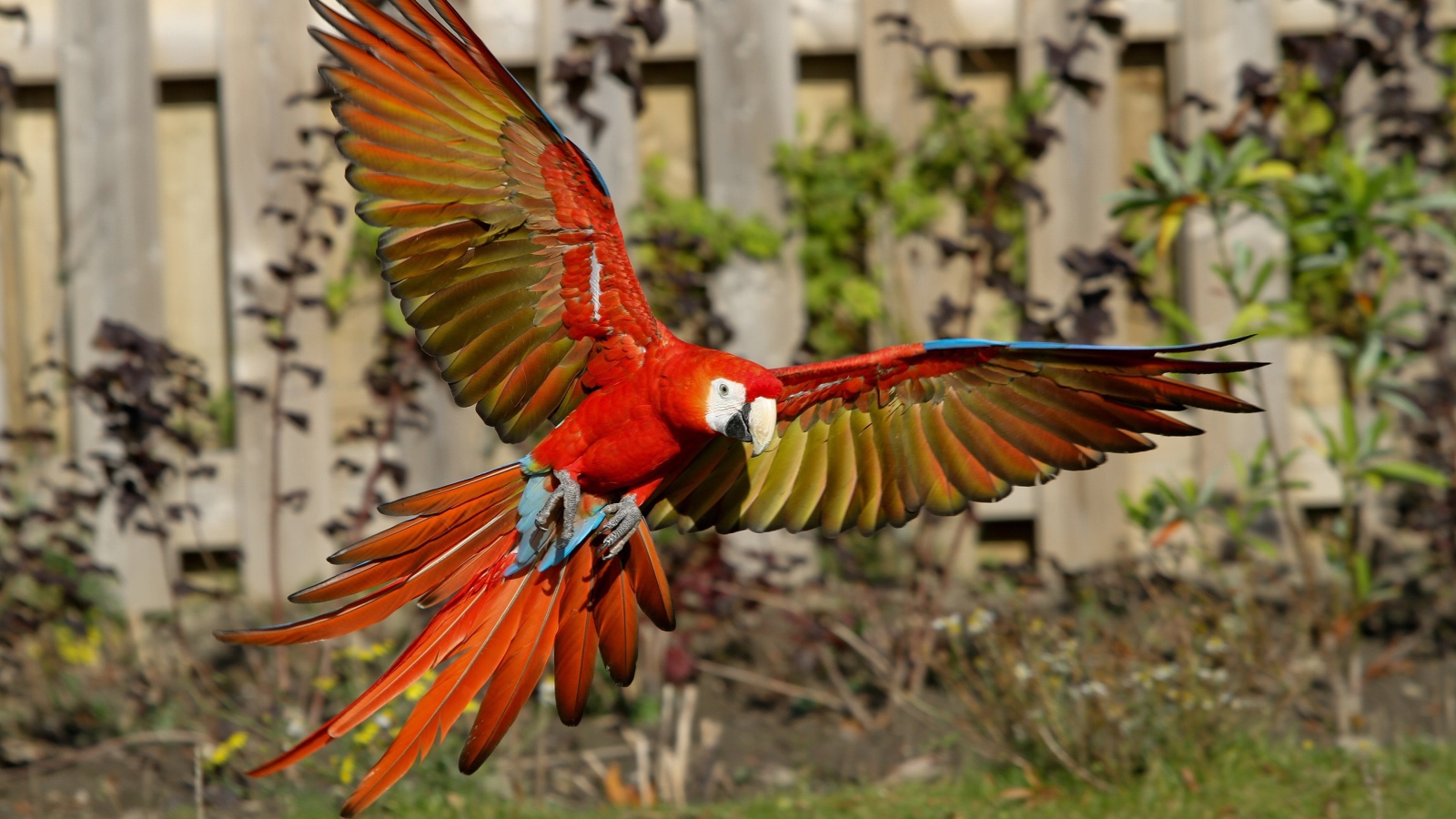 Попугай красный ара в полете 