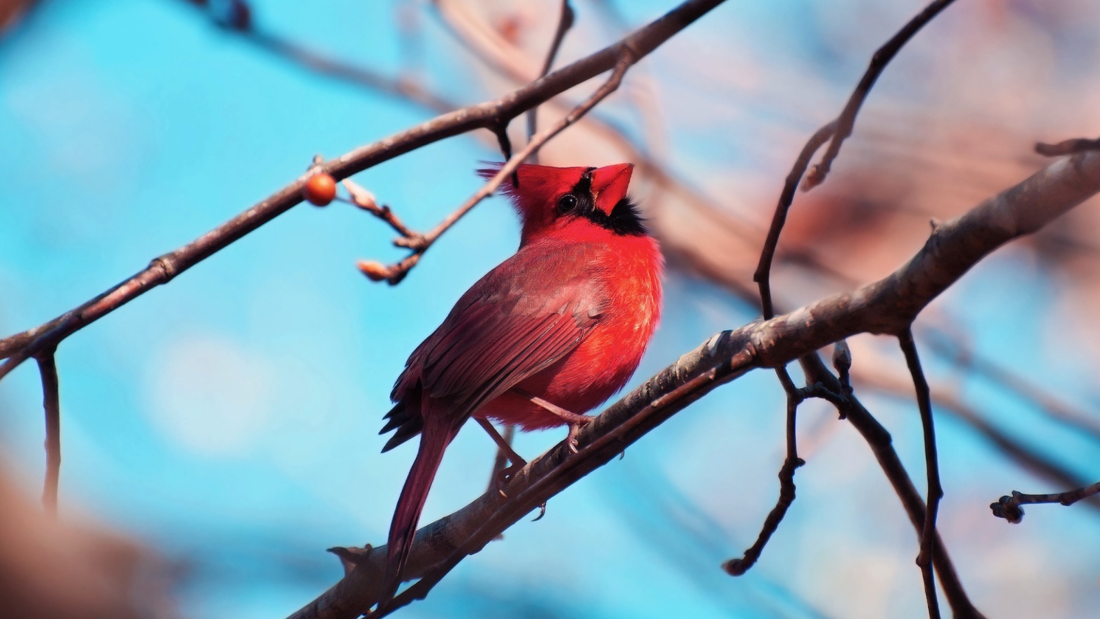 Красная птица кардинал на ветке