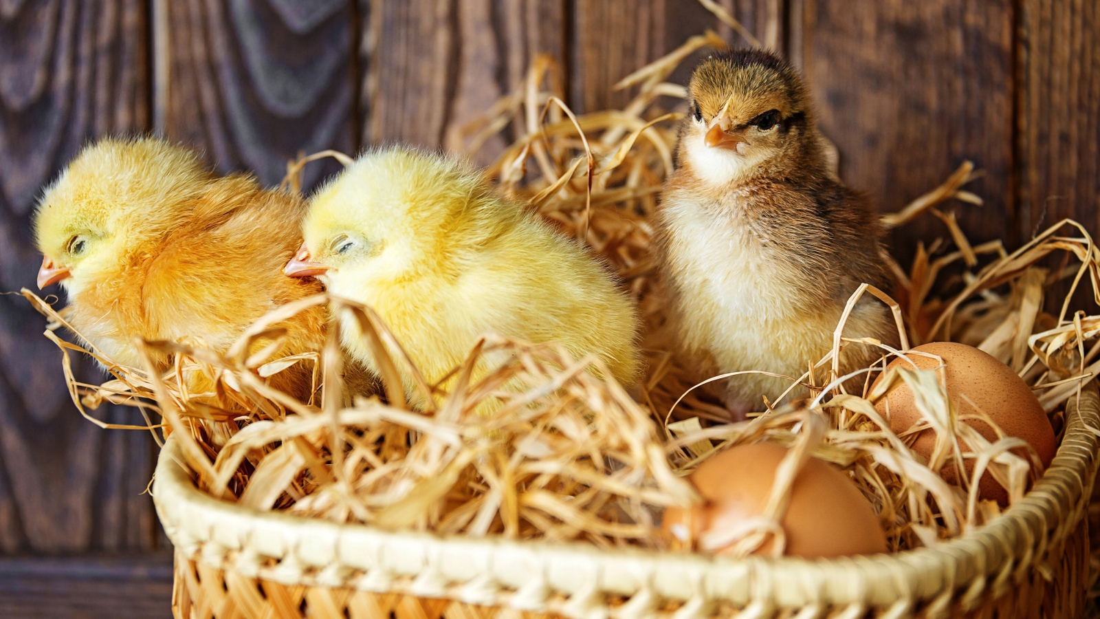 Три маленьких цыпленка в гнезде с яйцами