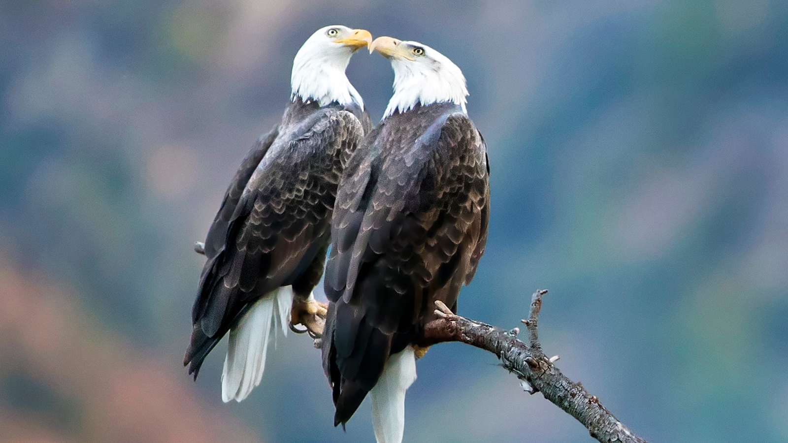 Два белоголовых орлана сидят на ветке