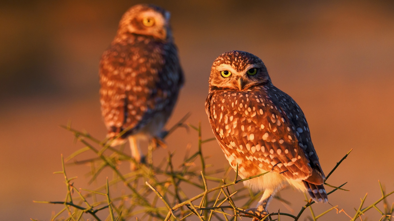 Две большие коричневые совы сидят на ветке 
