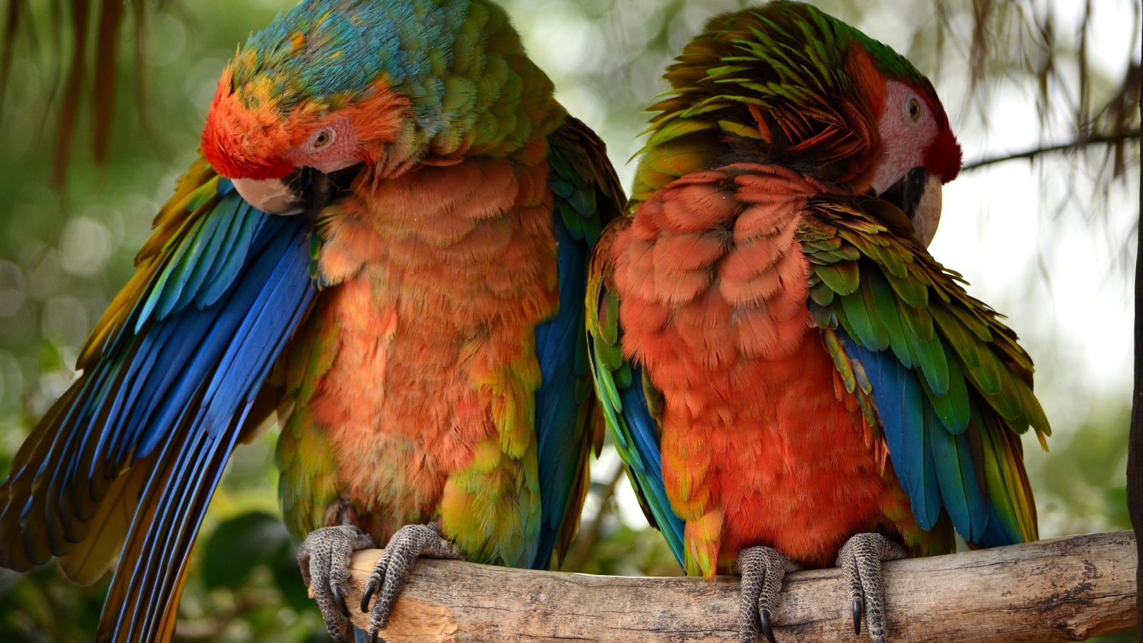 Два больших попугая сидят на ветке 