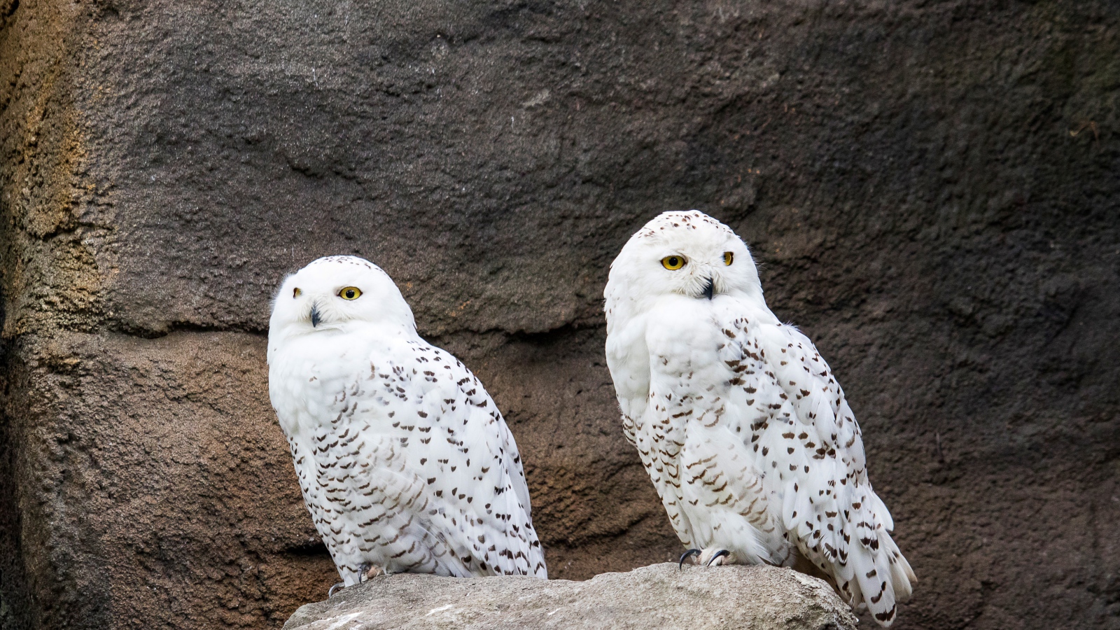Две грациозные белые совы сидят на камне