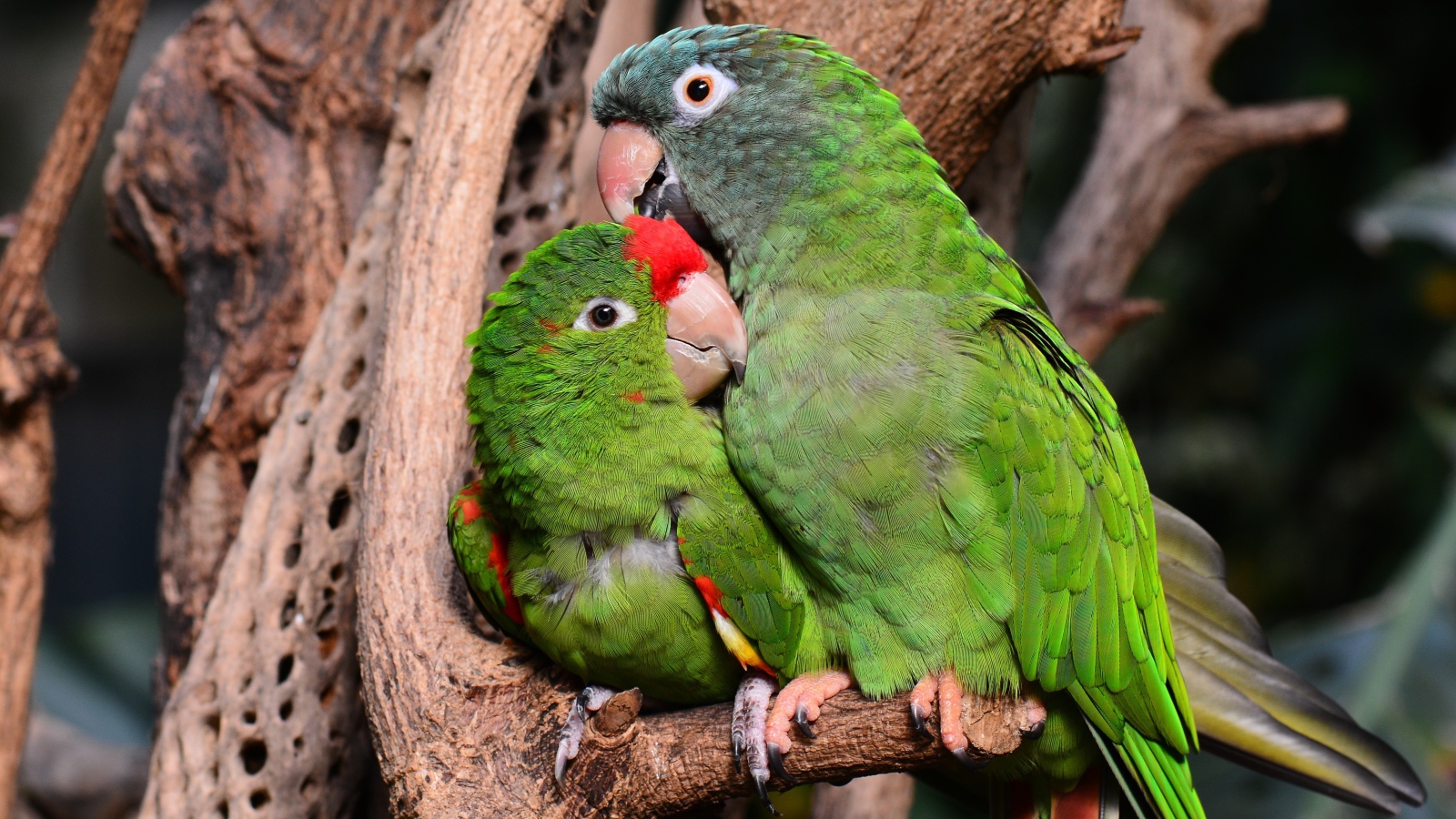 Два зеленых попугая сидят на дереве