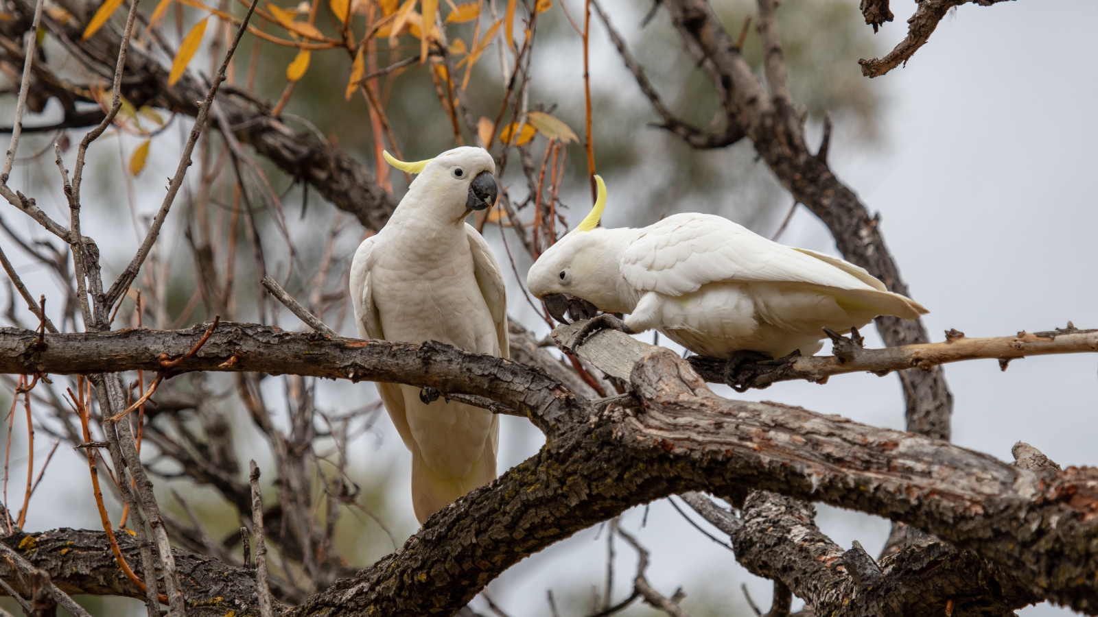 Два белых попугая сидят на ветке дерева 