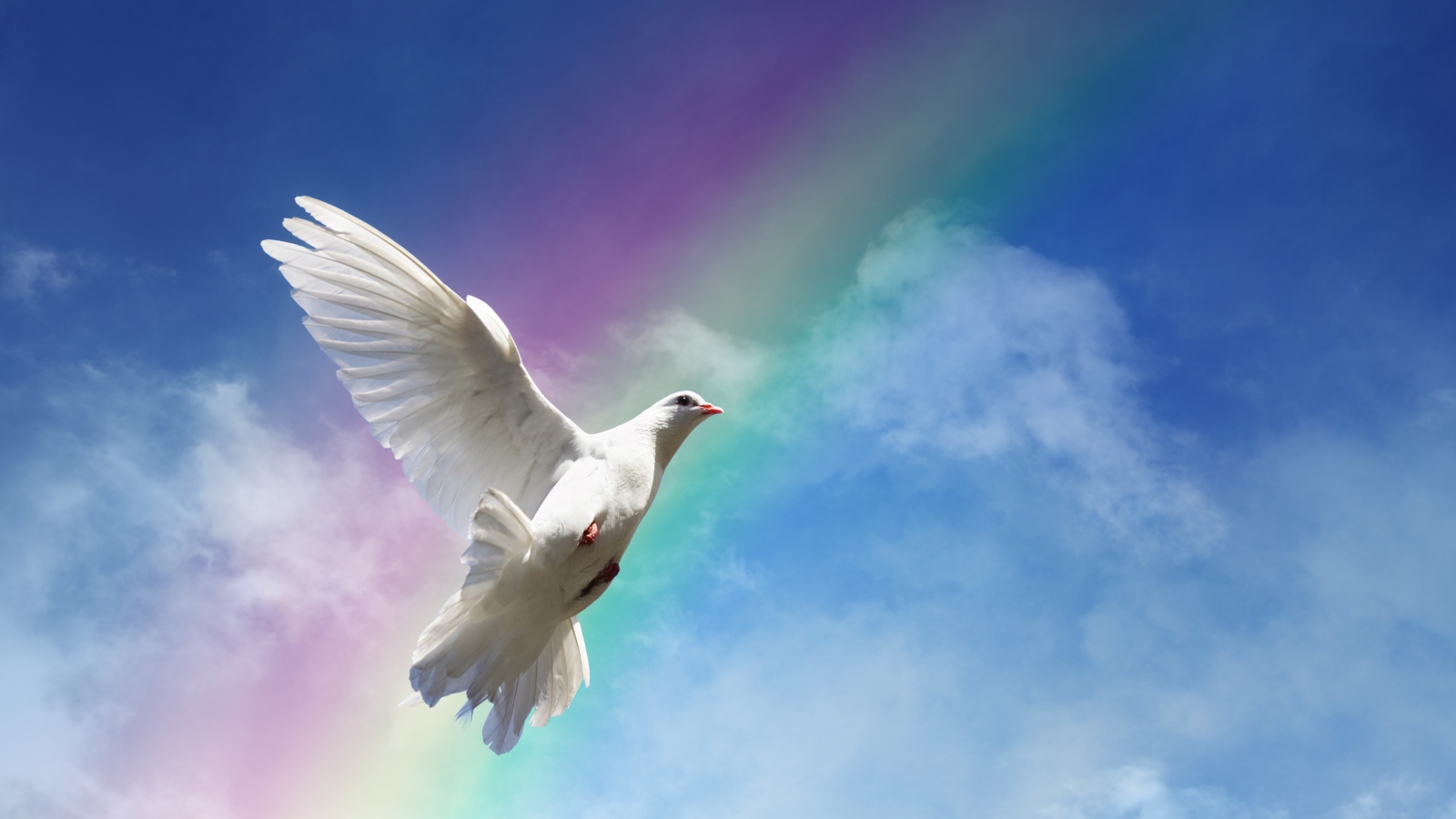 Белый голубь на фоне голубого неба с радугой