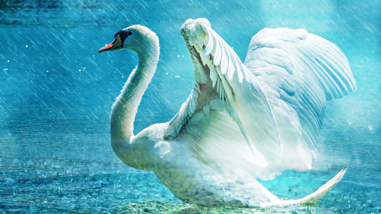 Белый лебедь взлетает с озера под дождем