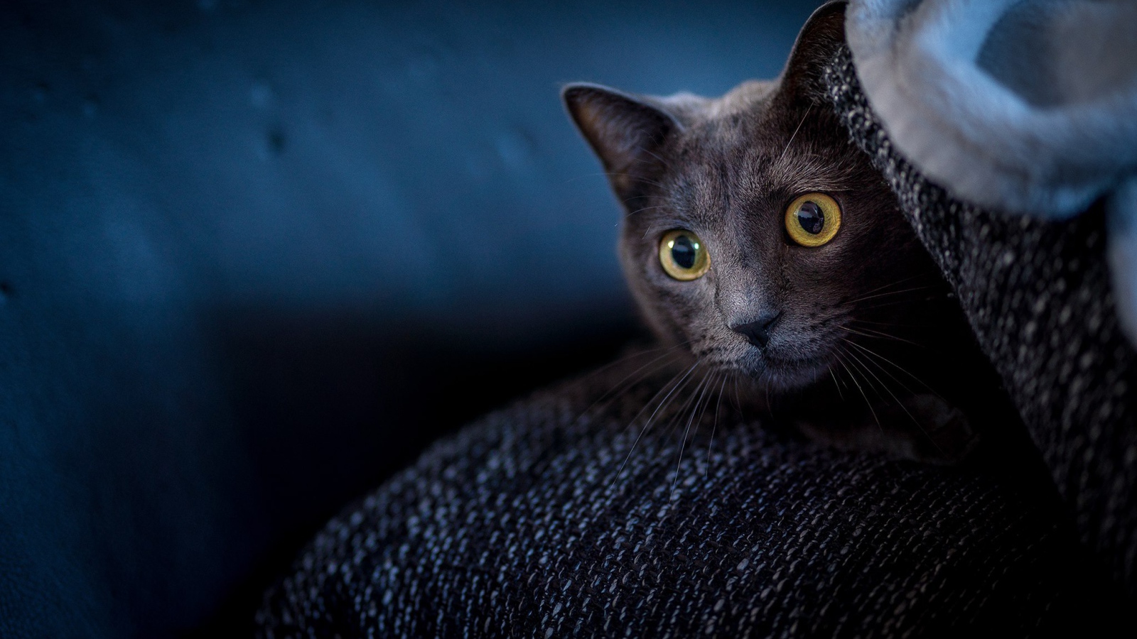 Испуганный кот с желтыми глазами прячется на диване