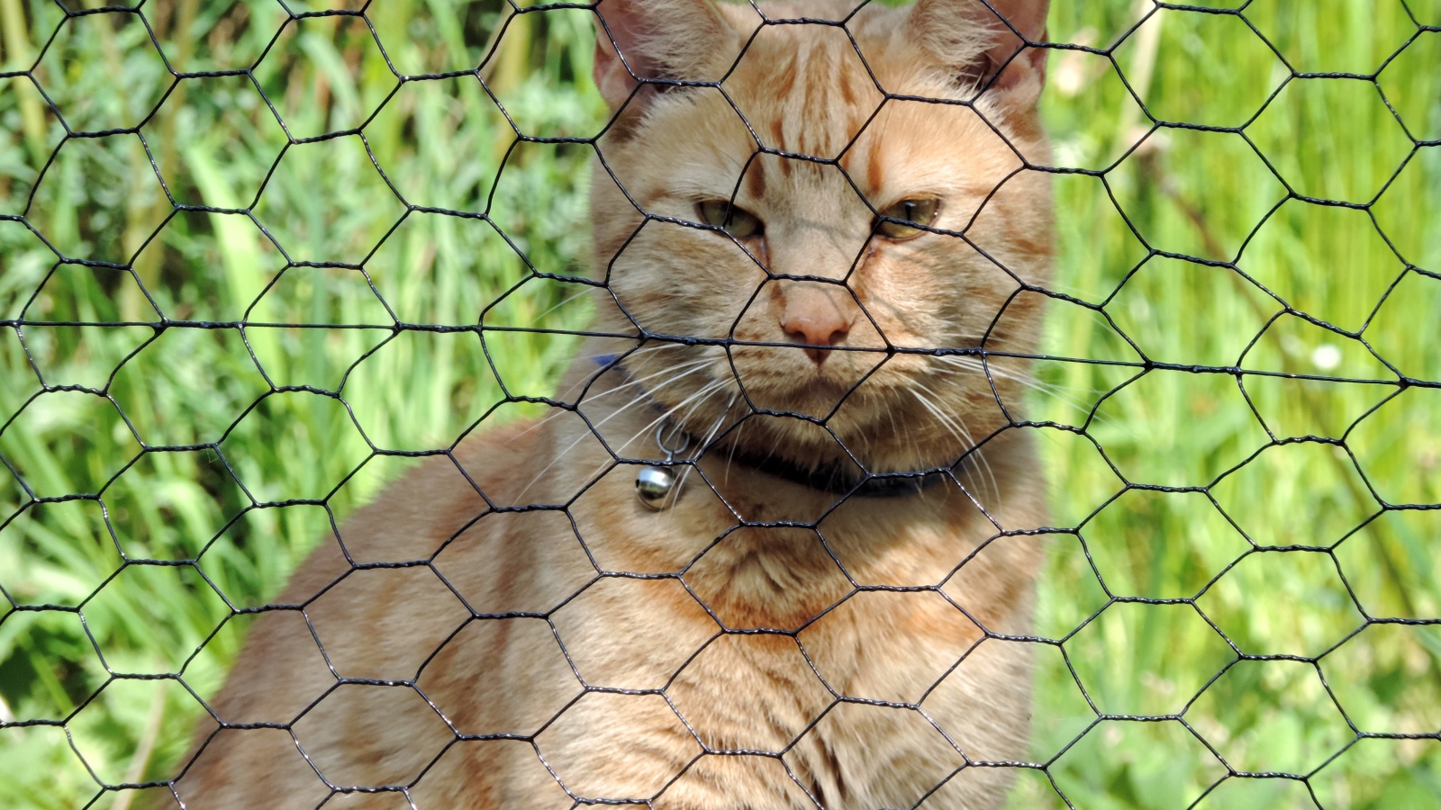 Рыжий кот сидит за железной сеткой