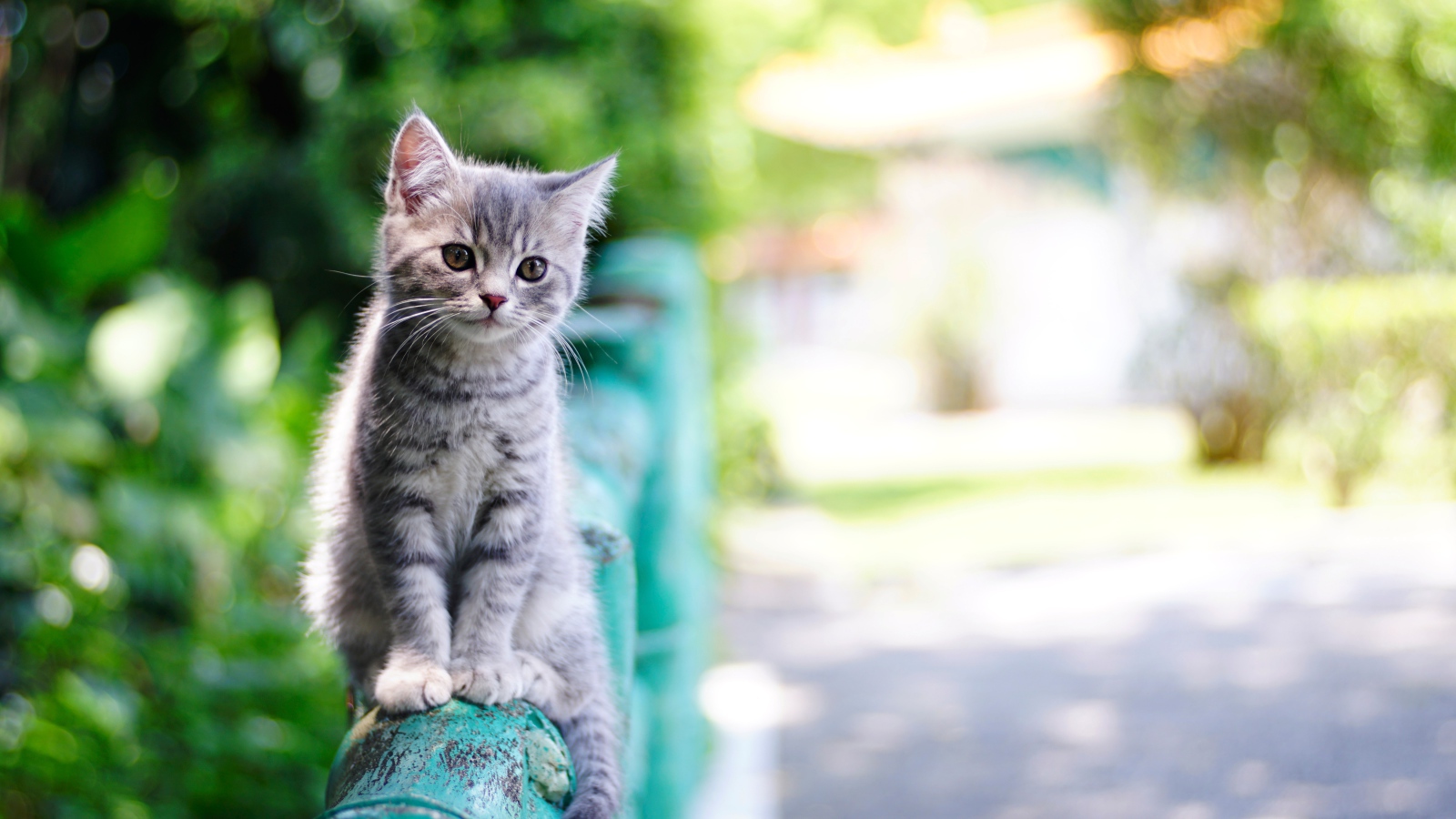 A small gray kitten is sitting on the railing
