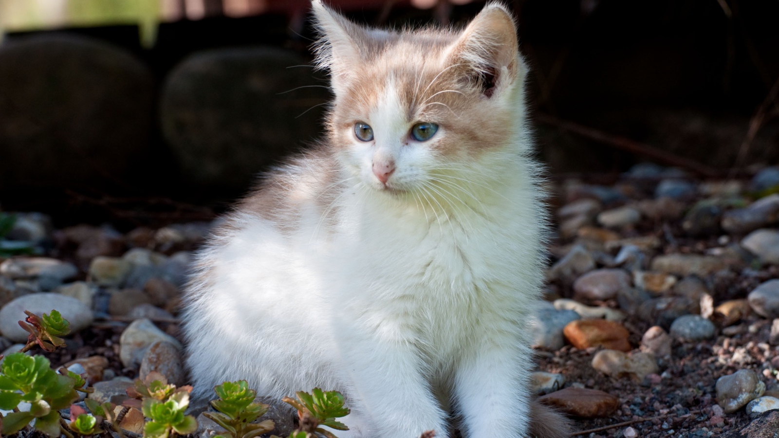 Маленький котенок сидит на мелких камнях