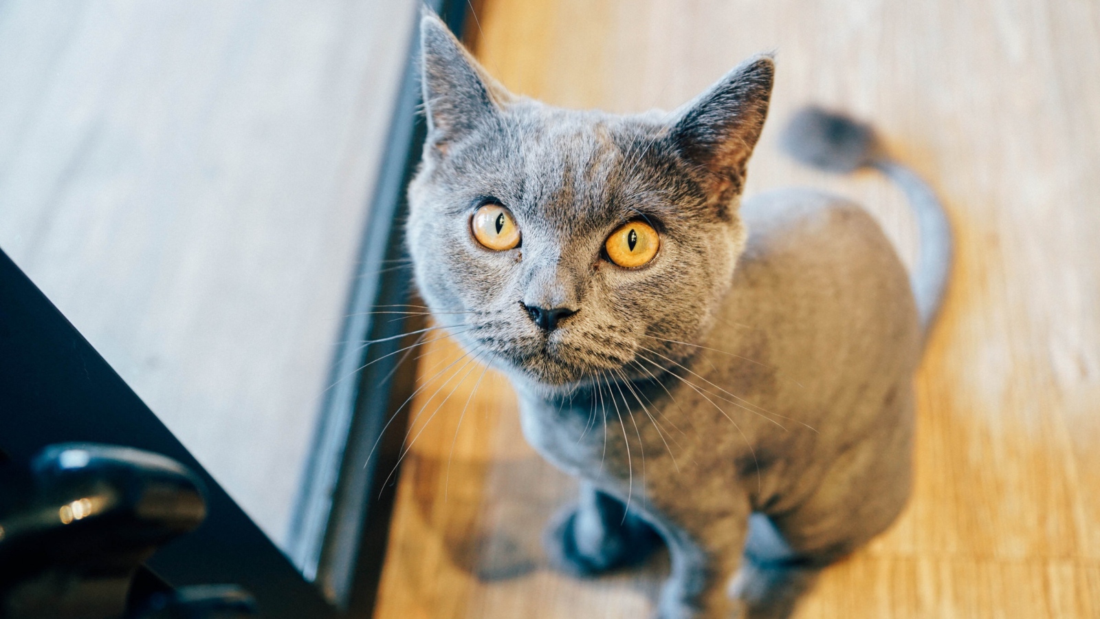 Суровый взгляд британского кота 