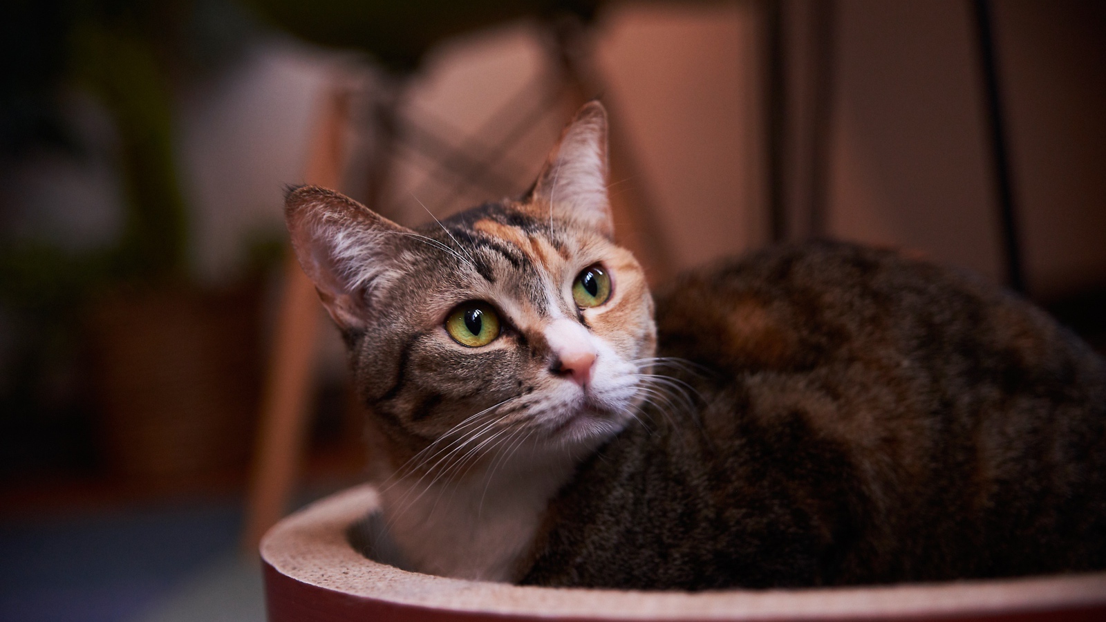 Взгляд трехцветной кошки 