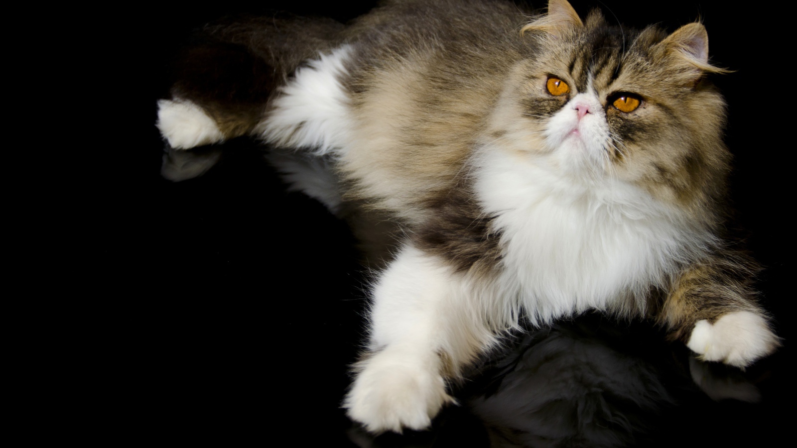 Красивый персидский кот на черном фоне