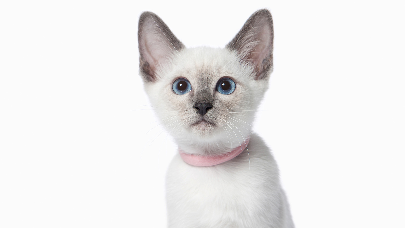 Красивый голубоглазый породистый котенок на белом фоне