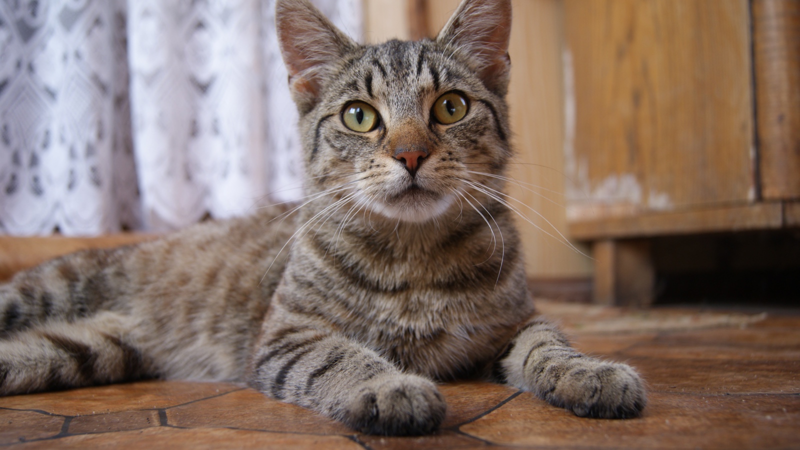 Красивый серый домашний кот