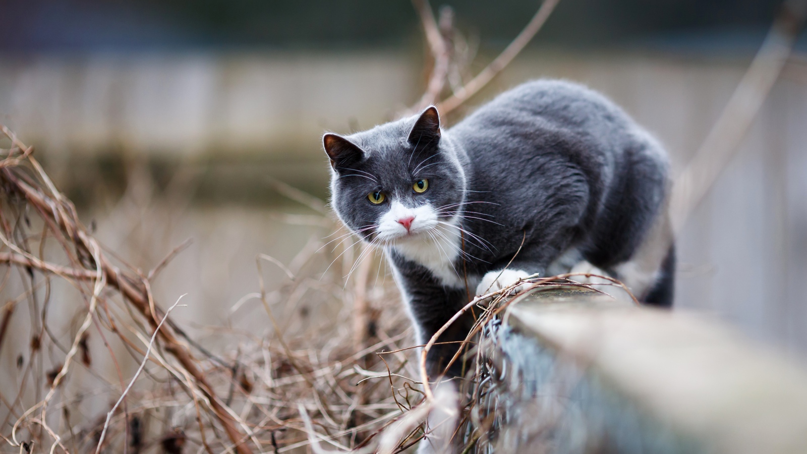 Красивый серый с белым кот сидит на заборе 