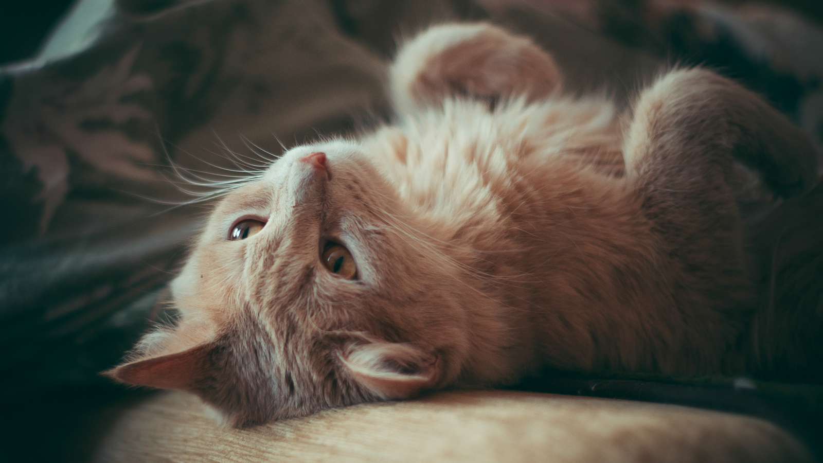 Красивый рыжий кот лежит на диване