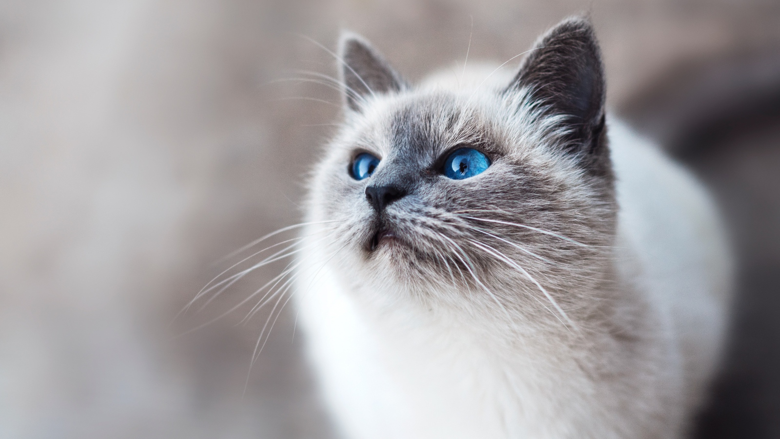 Красивый породистый голубоглазый кот