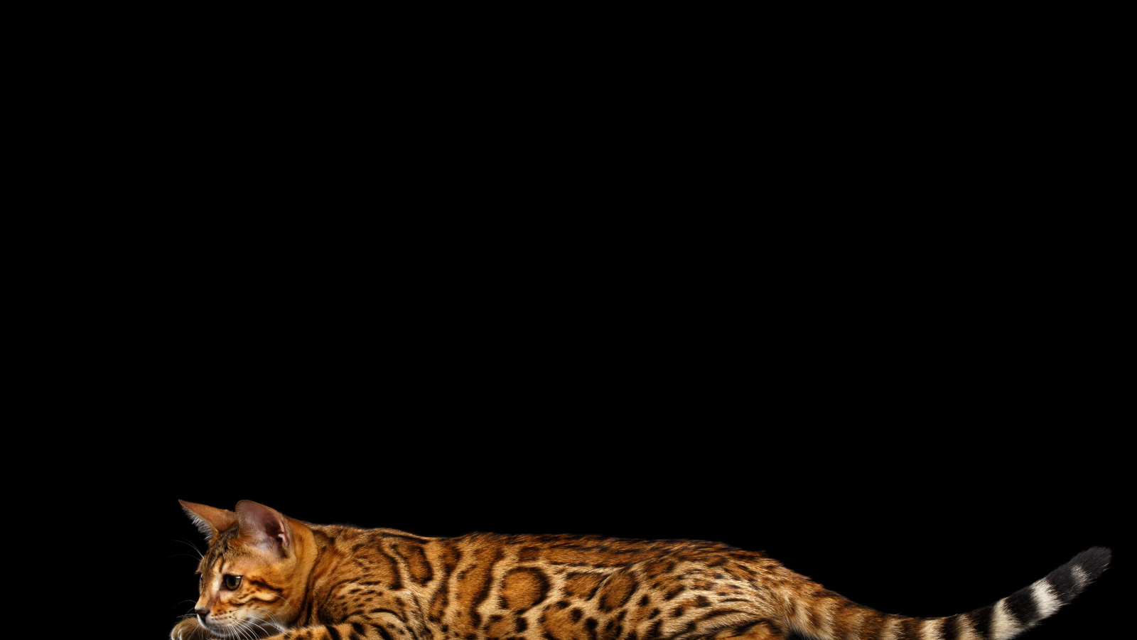 Бенгальская кошка на черном фоне